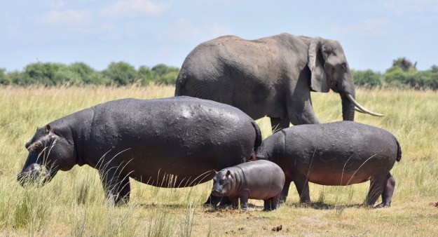 elephants and hippos Chobe River Namibia
