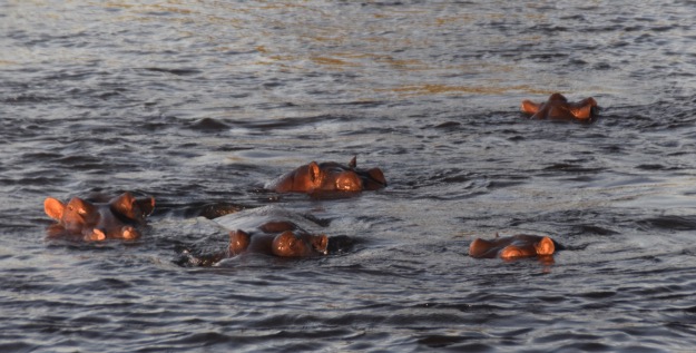 Hippos on the Zambezi River cruise