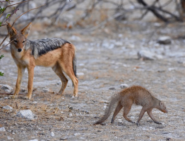 Jackal and Mongoose Etosha Namibia