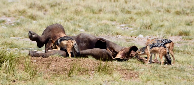 jackals feeding on black rhino Etosha Namibia