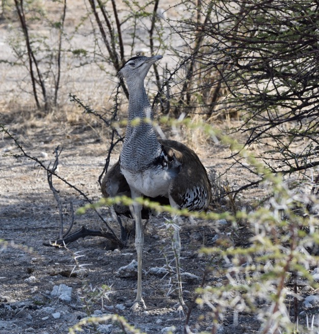 Kori Bustard bird Etosha National Park
