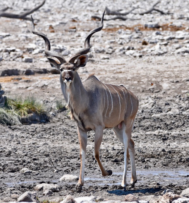 Kudu Buck antelope