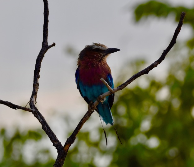 Lilac-Breasted Roller bird Etosha National Park