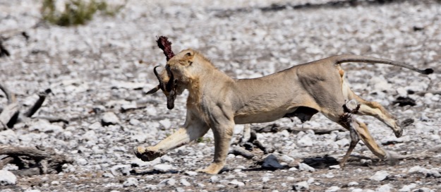 lion running with springbok head Etosha