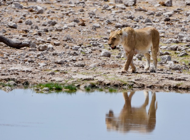 Lioness Etosha watering hole