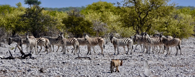 lioness bothering zebra herd Etosha National park