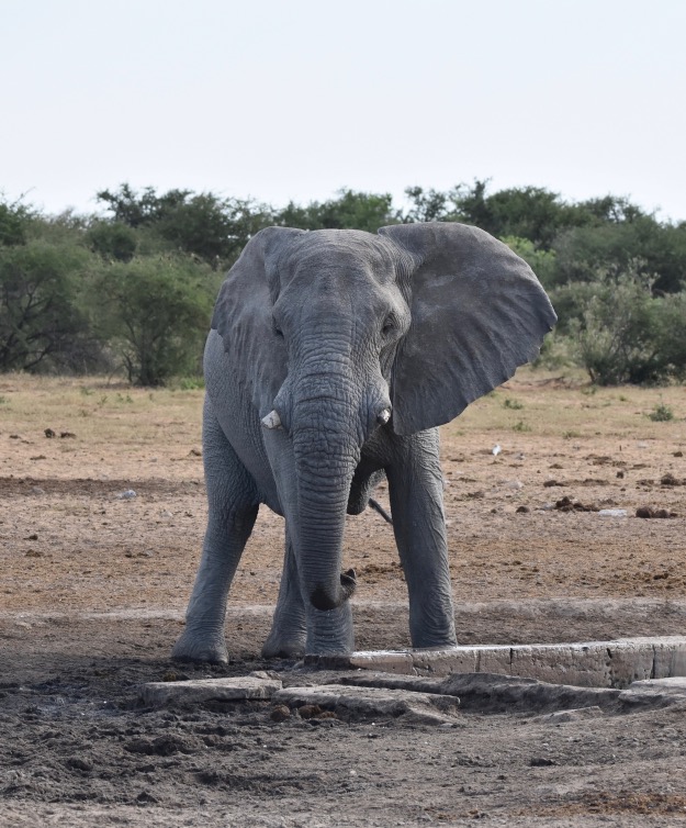 Lone bull elephant Etosha National Park Namibia