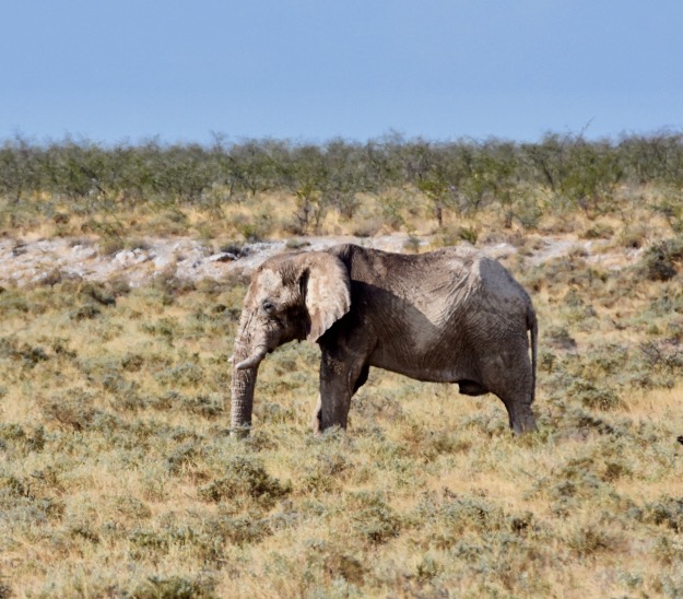 old bull elephant Namibia Etosha National Park