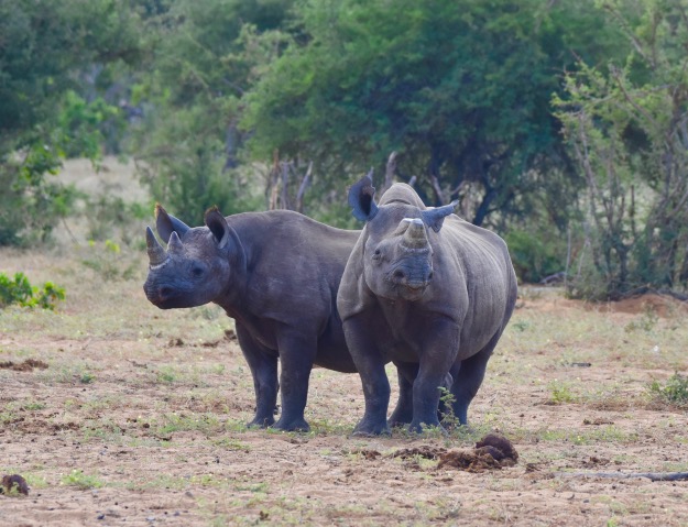 mother rhino and child Etosha