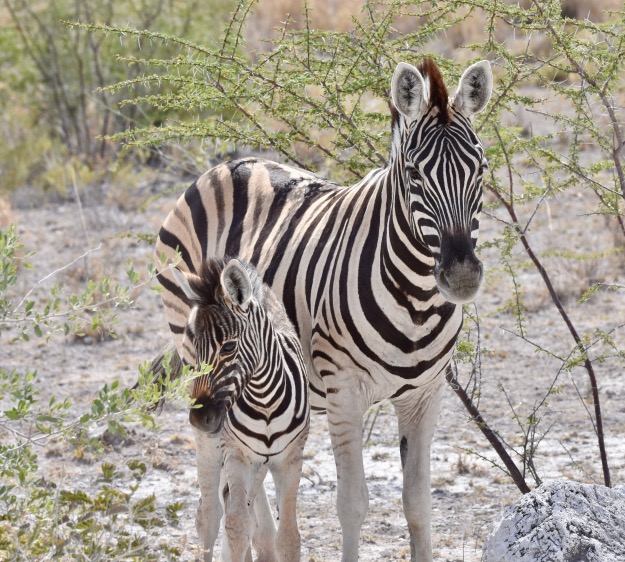 mother zebra with baby Etosha Namibia