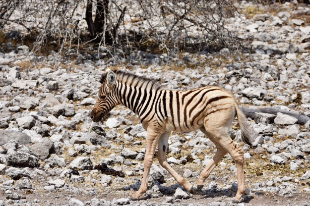 Newborn Zebra Etosha National Park Namibia