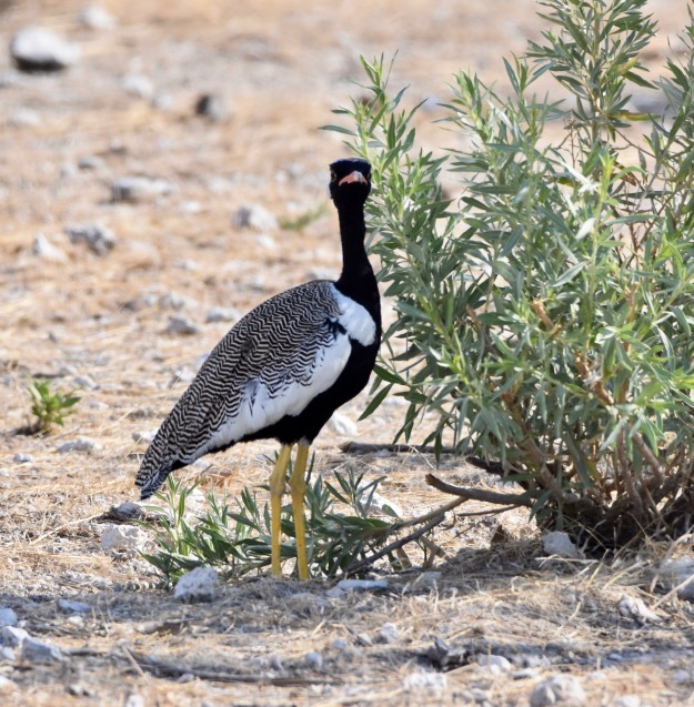 Northern Black Korhan bird Namibia Etosha National Park