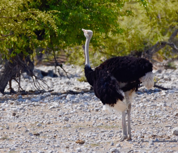 ostrich Etosha National Park Namibia