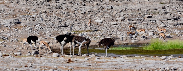 Ostriches at watering hole Etosha