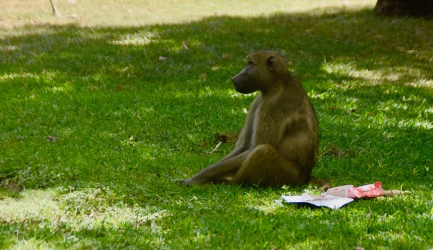 Baboon at Victoria Falls Hotel