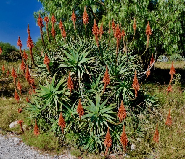 Poker plant Mexico