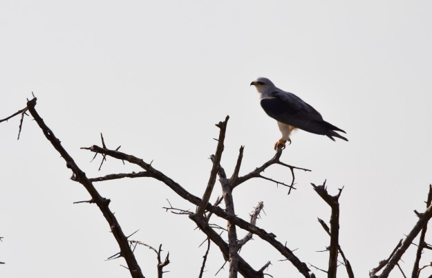 Etosha National Park Pygmy Falcon Namibia