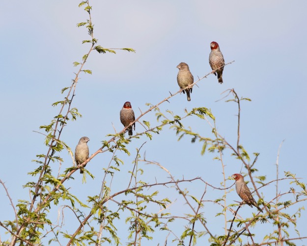 Red Headed Finches Namibia Africa