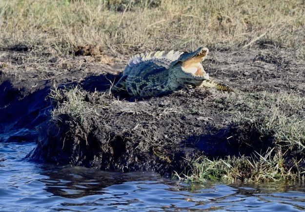 Roaring crocodile Chobe River