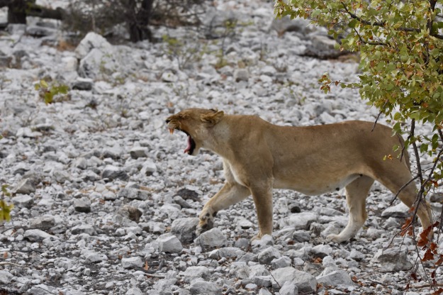 roaring lioness Etosha