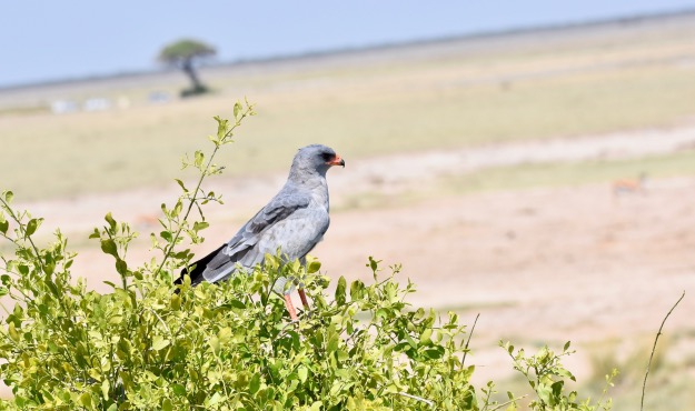 Southern Pale Chanting Goshawk bird Namibia