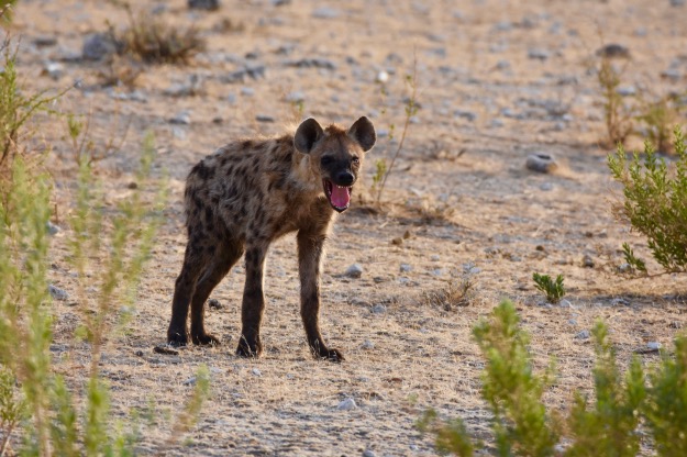 Spotted Hyena Etosha National Park Namibia Africa