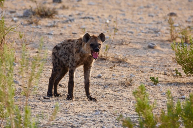 Spotted Hyena Etosha National Park Namibia Africa