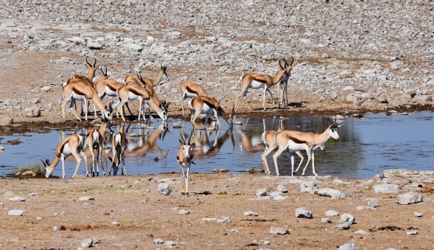 springbok antelope herd Etosha