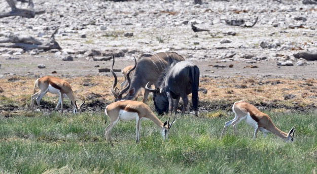 Springbok Kudu and Wildebeest