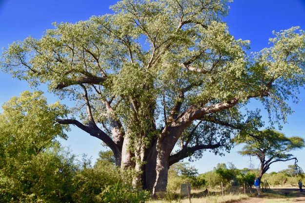 The Big Tree baobab Zimbabwe