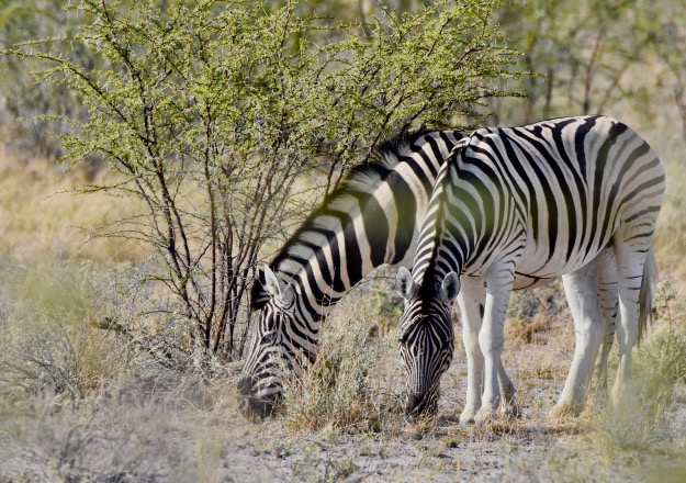 Twin Zebras Namibia Africa
