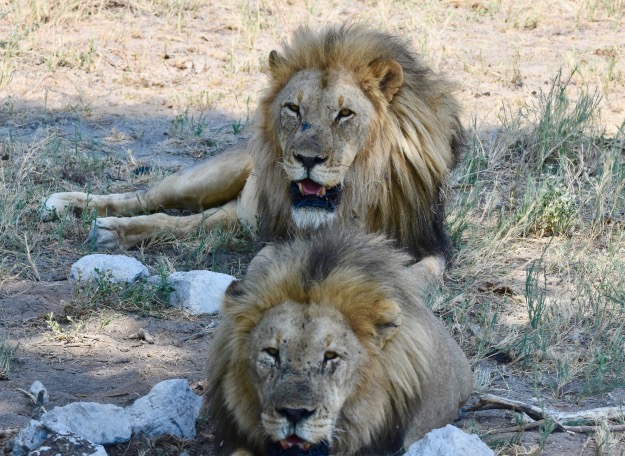 Etosha National Park two male lions