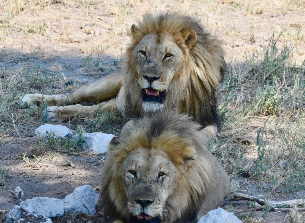 Etosha National Park two male lions