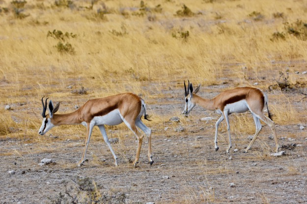 Two Springbok Namibia Etosha National park