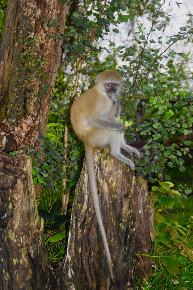 Vervet Monkey Zimbabwe