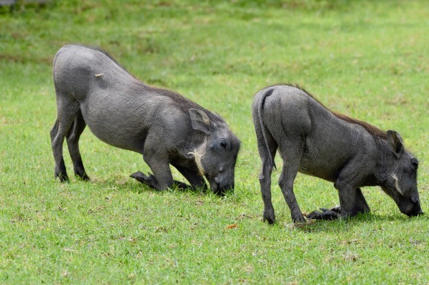 warthogs mowing the lawn at Mushara Lodge