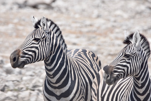 pair of Zebra Etosha national park
