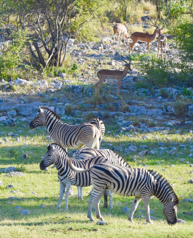 Zebras  Impalas Etosha