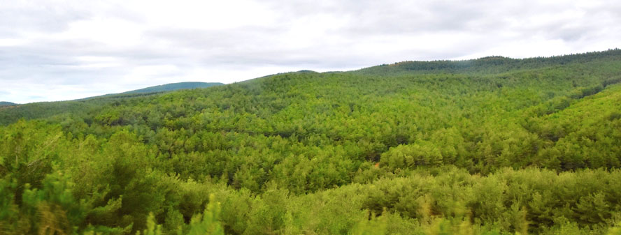 Turkish Pine Forests, Thrace. Gallipoli – A WWI Tragedy Revisited