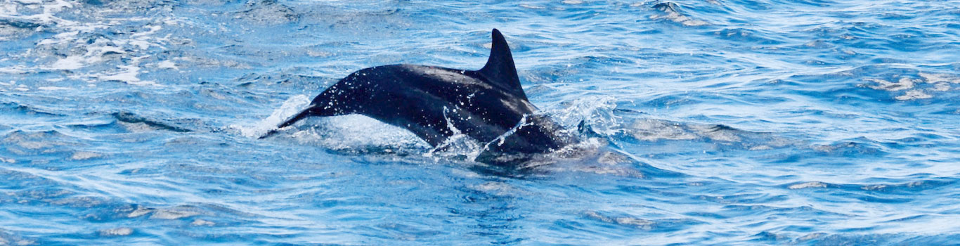 Dolphin Watch with Dr. Michael Poole