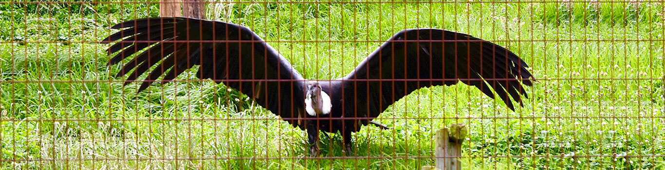 Hacienda Zuleta Where the Condors Are