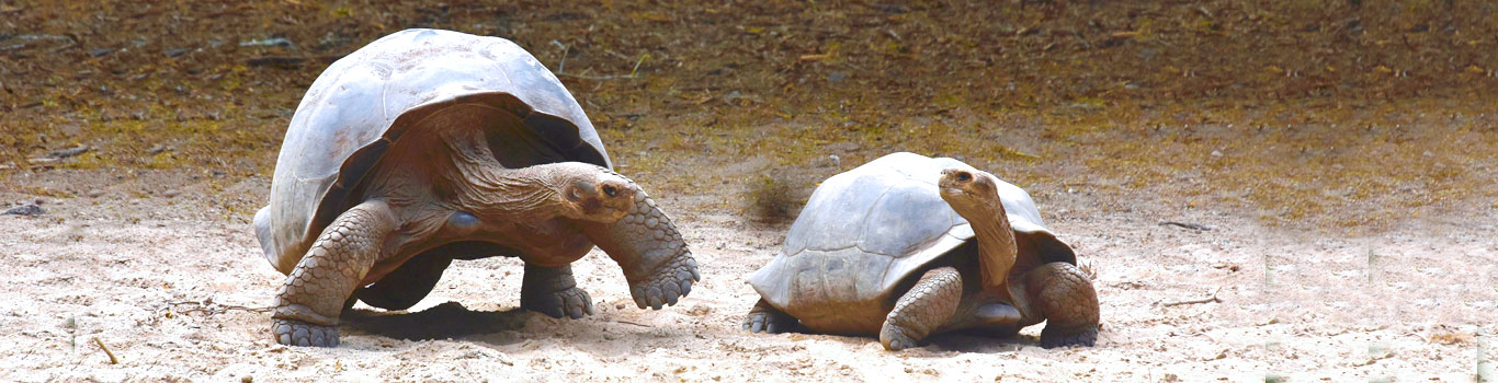 Tortoises of Isabela