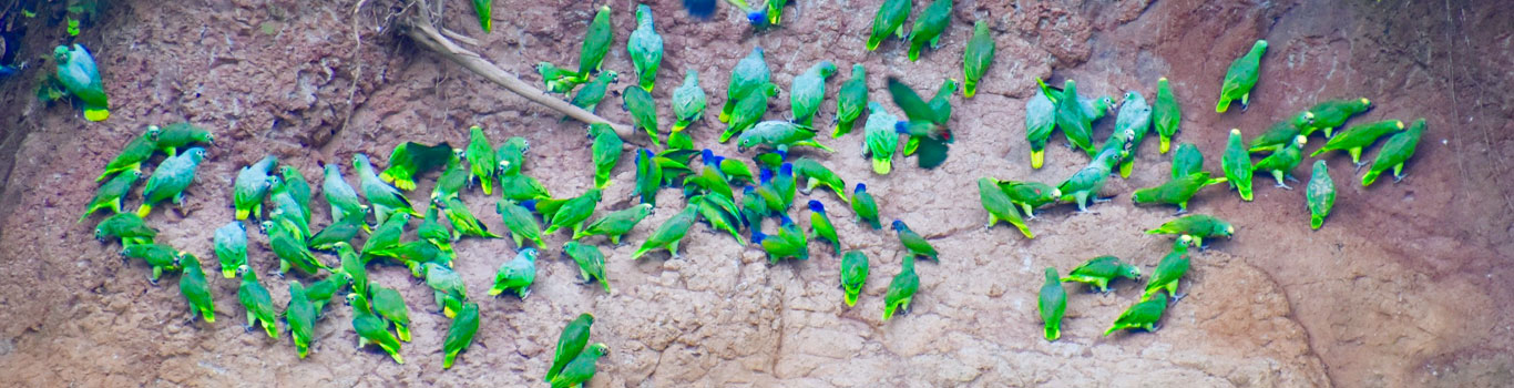Napo Cultural Center - Exploring Amazonia