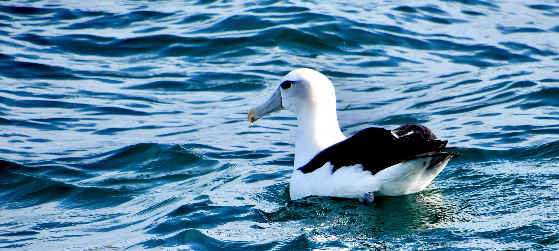 Otago Peninsula – One of New Zealand’s Finest Day Trips