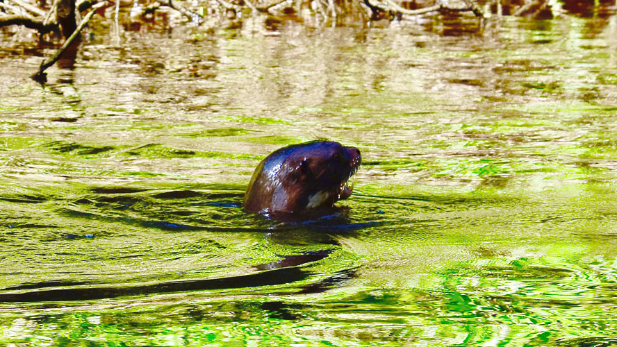Giant River Otter