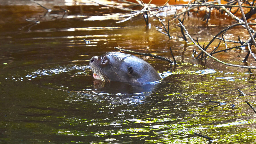 Giant River Otter Close Up