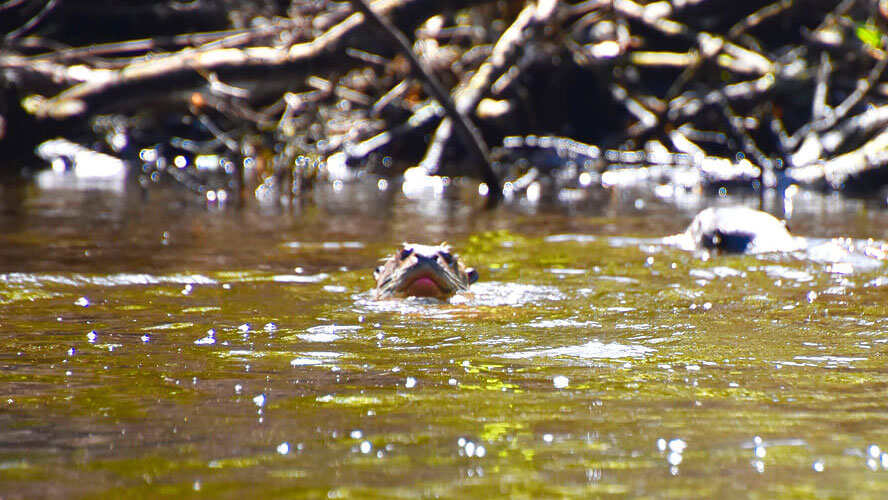 River Otter Eye to Eye