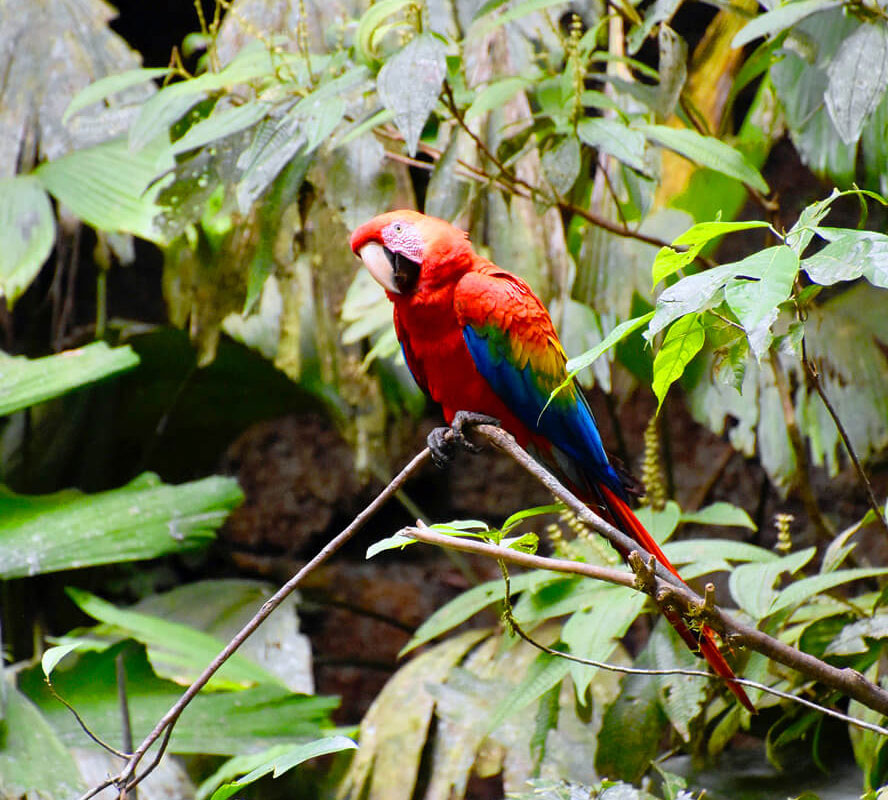 Macaw 2
