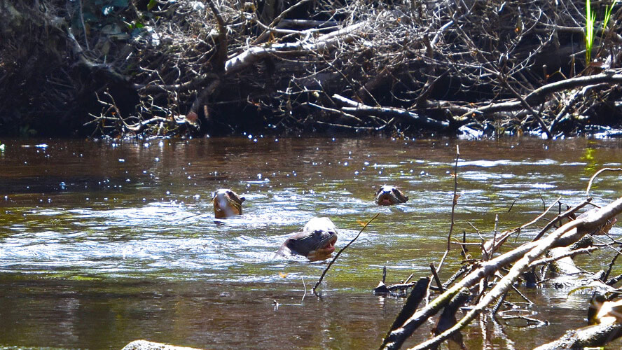 Three Giant River Otters Spy Us