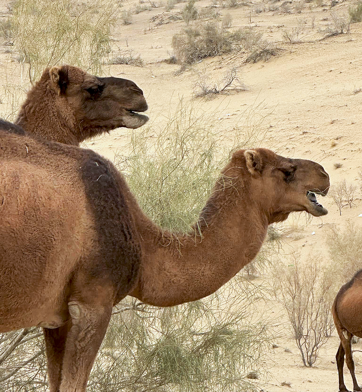 Camels. Photo by Brendan Powell.